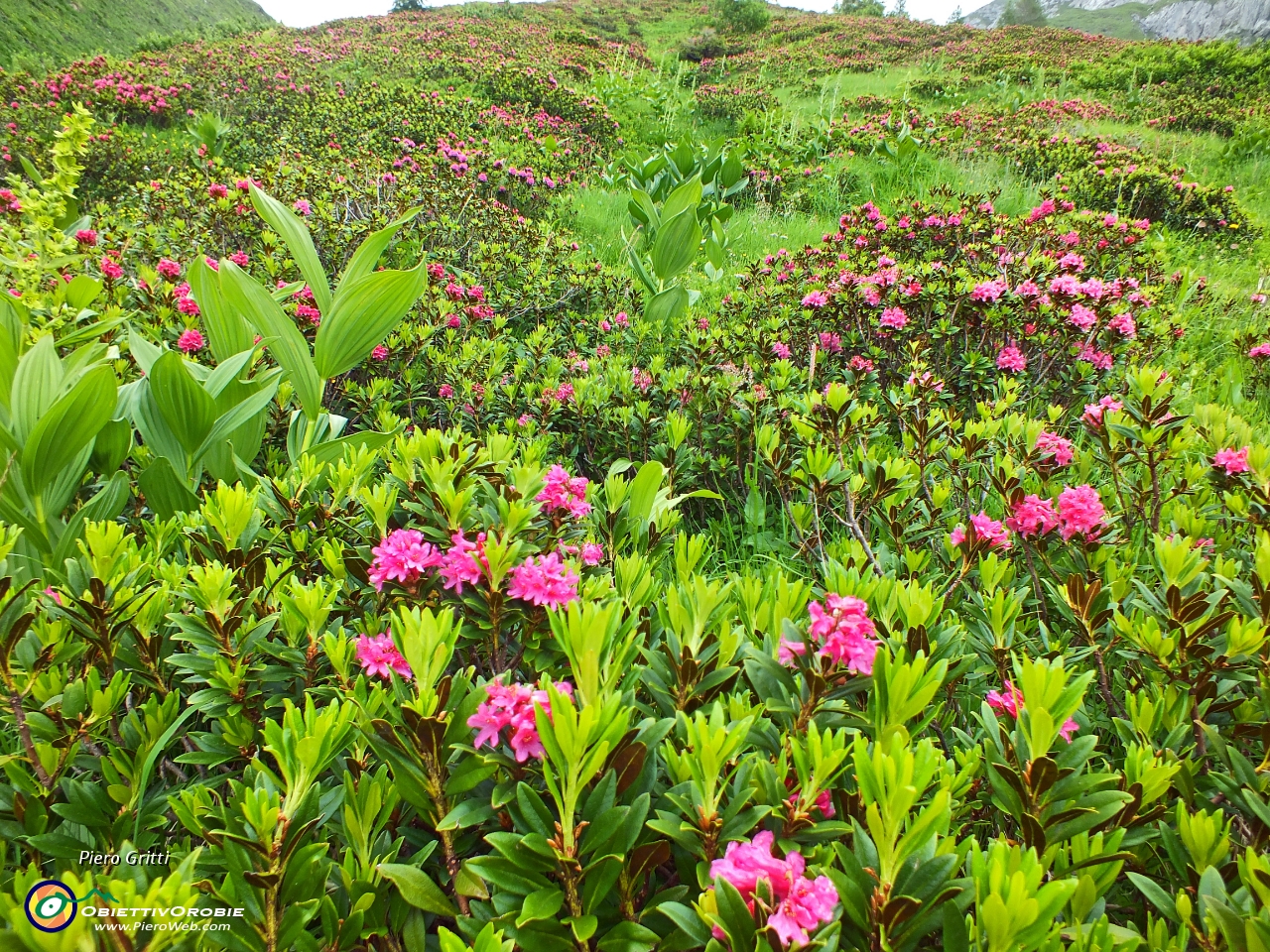 81 estese fioriture di rododendri....JPG